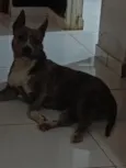 Akira