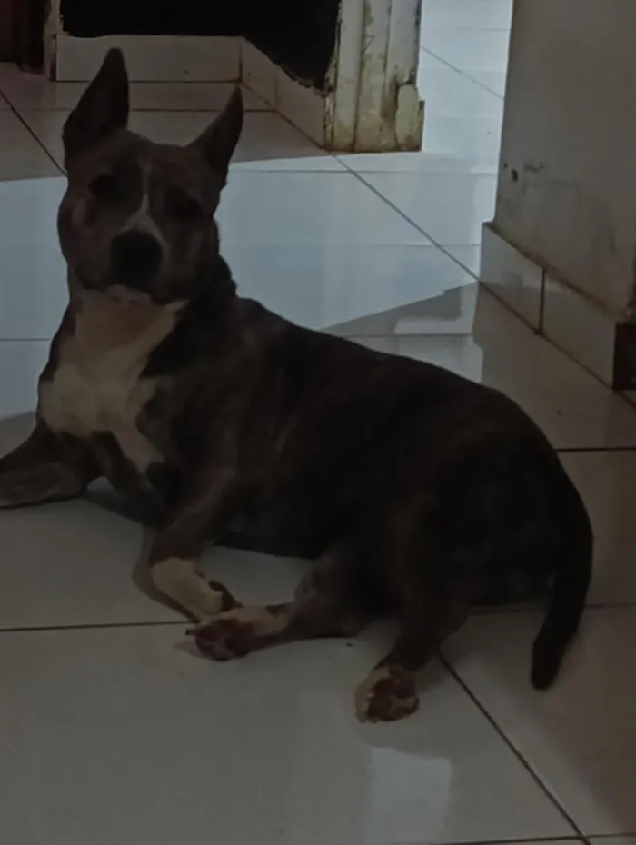 Cachorro raça Pit-Bull idade 3 anos nome Akira