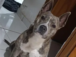 Cachorro raça Pit-Bull idade 3 anos nome Akira