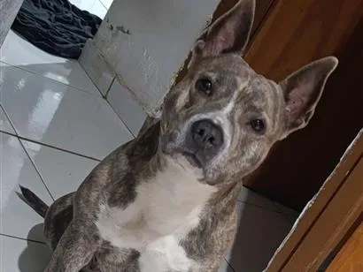 Cachorro raça Pit-Bull idade 3 anos nome Akira