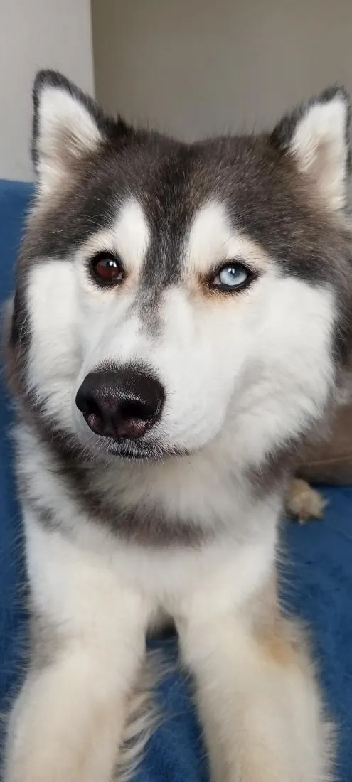 Cachorro raça SRD-ViraLata idade 2 anos nome luke