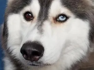 Cachorro raça SRD-ViraLata idade 2 anos nome luke