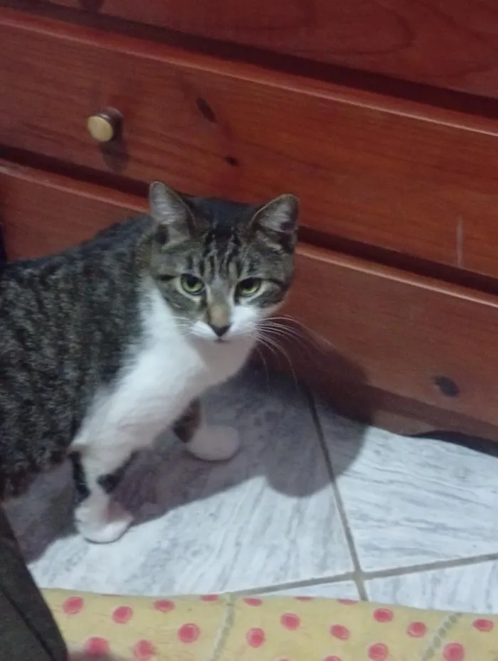 Gato raça SRD-ViraLata idade 1 ano nome filho 