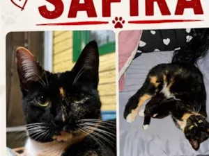 Gato raça SRD-ViraLata idade 1 ano nome Safira
