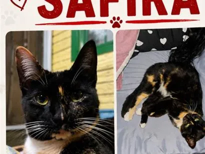 Gato raça SRD-ViraLata idade 1 ano nome Safira