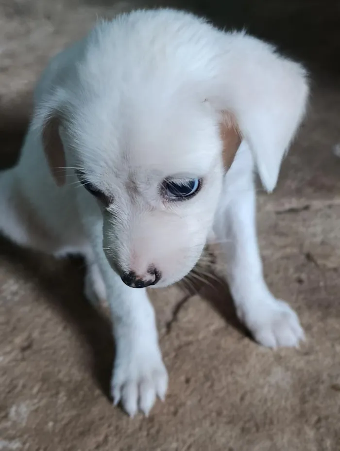 Cachorro raça SRD-ViraLata idade 2 a 6 meses nome Princesa branca de neve e pretinha 