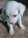 Princesa branca de neve e pretinha