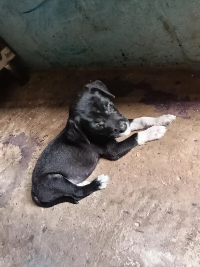 Cachorro raça SRD-ViraLata idade 2 a 6 meses nome Princesa branca de neve e pretinha 