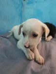 Princesa branca de neve e pretinha