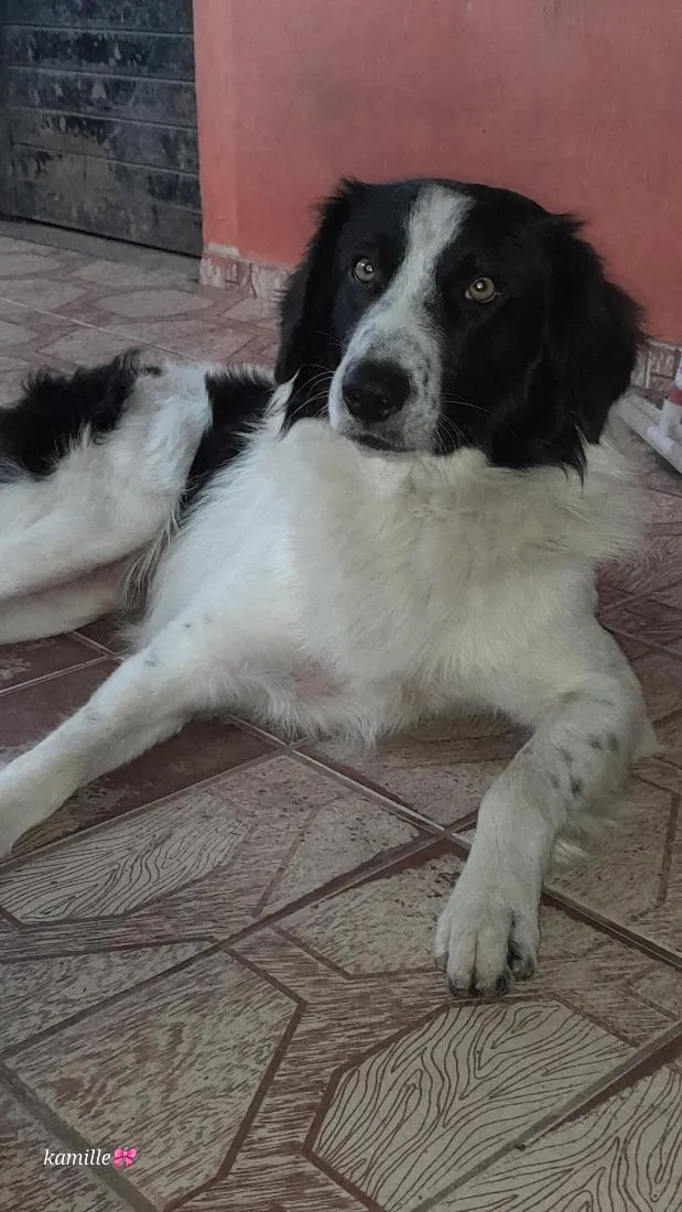 Cachorro raça SRD-ViraLata idade 3 anos nome Bidu