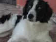 Bidu
