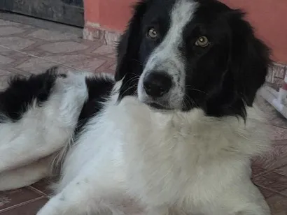 Cachorro raça SRD-ViraLata idade 3 anos nome Bidu