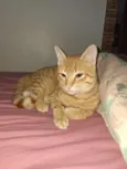 simba 