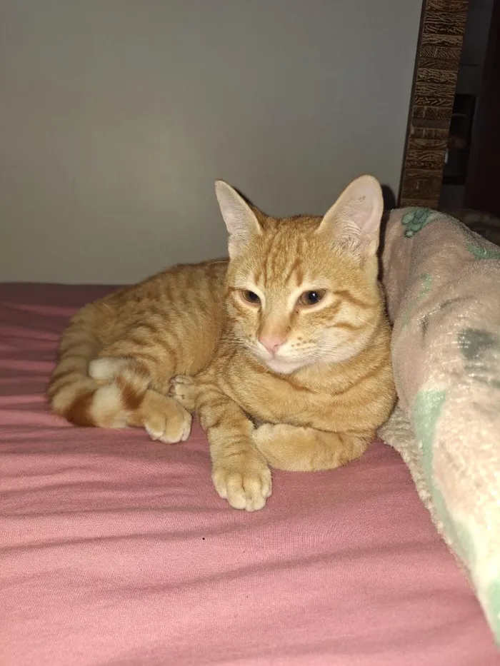Gato raça SRD-ViraLata idade 2 a 6 meses nome simba 