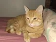 simba 