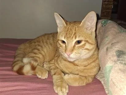 Gato raça SRD-ViraLata idade 2 a 6 meses nome simba 