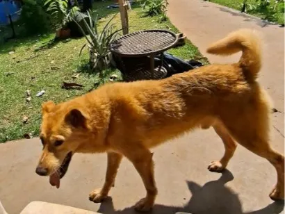 Cachorro raça SRD-ViraLata idade 7 a 11 meses nome caramelo 