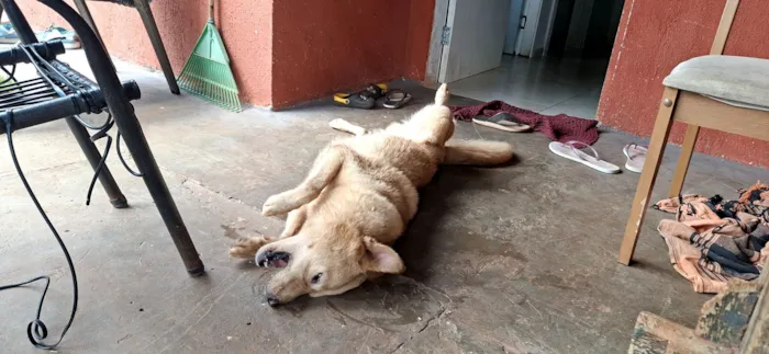 Cachorro raça SRD-ViraLata idade 7 a 11 meses nome caramelo 