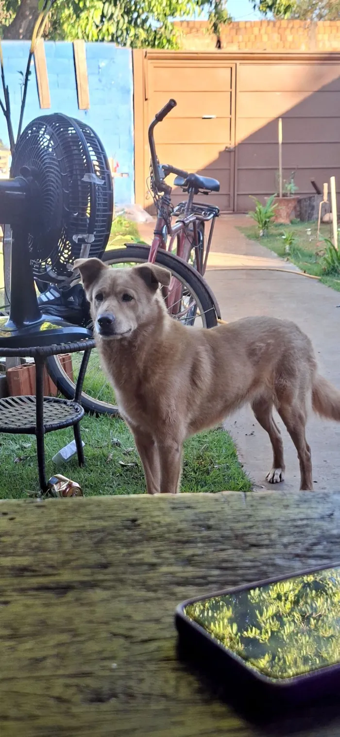 Cachorro raça SRD-ViraLata idade 7 a 11 meses nome caramelo 