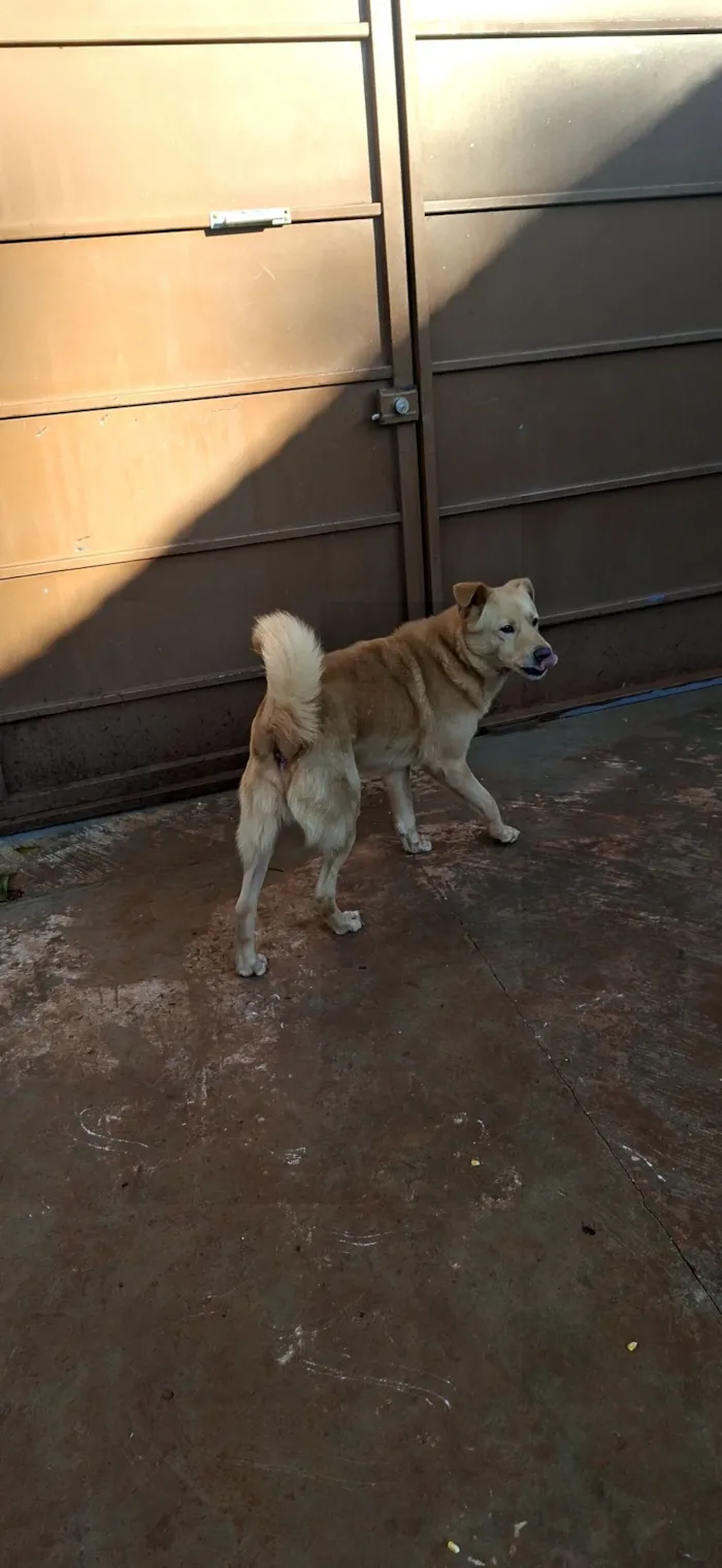 Cachorro raça SRD-ViraLata idade 7 a 11 meses nome caramelo 