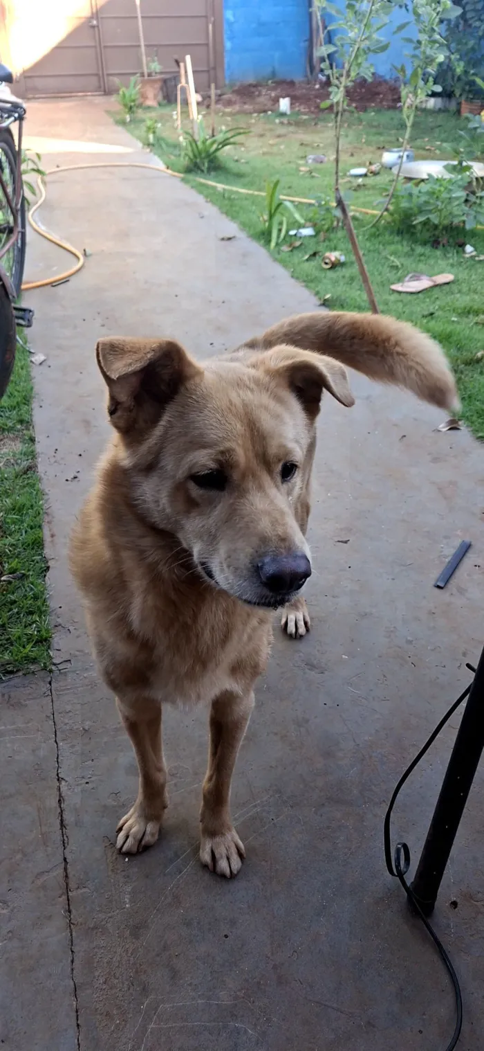 Cachorro raça SRD-ViraLata idade 7 a 11 meses nome caramelo 
