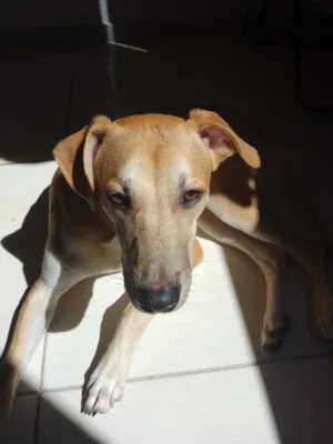 Cachorro raça SRD-ViraLata idade 2 anos nome Shrek