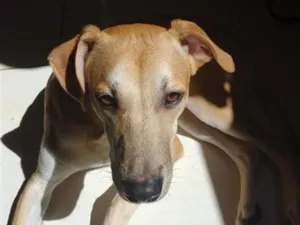 Cachorro raça SRD-ViraLata idade 2 anos nome Shrek