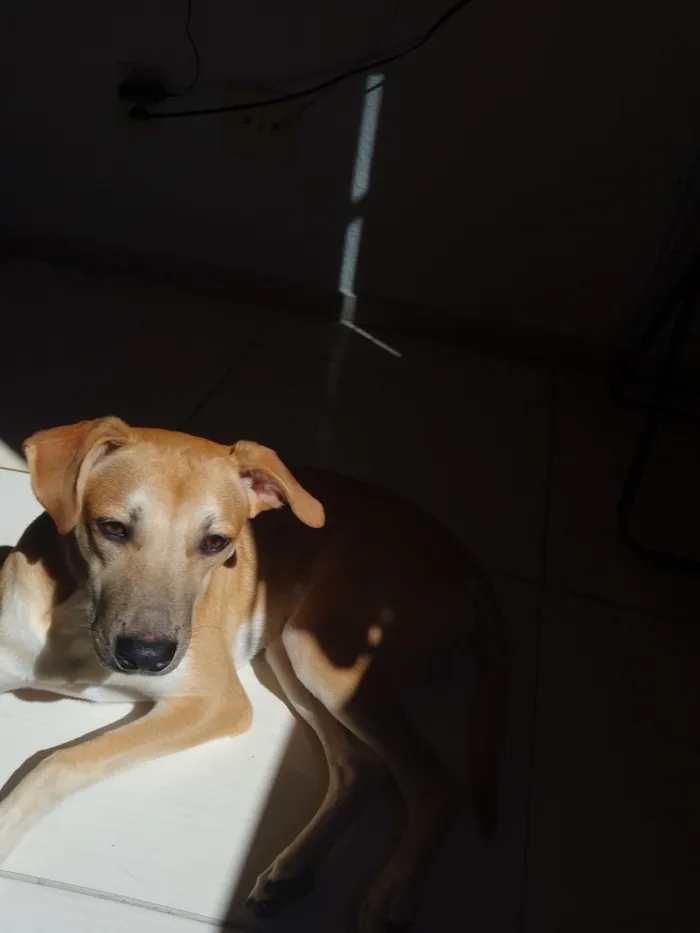 Cachorro raça SRD-ViraLata idade 2 anos nome Shrek