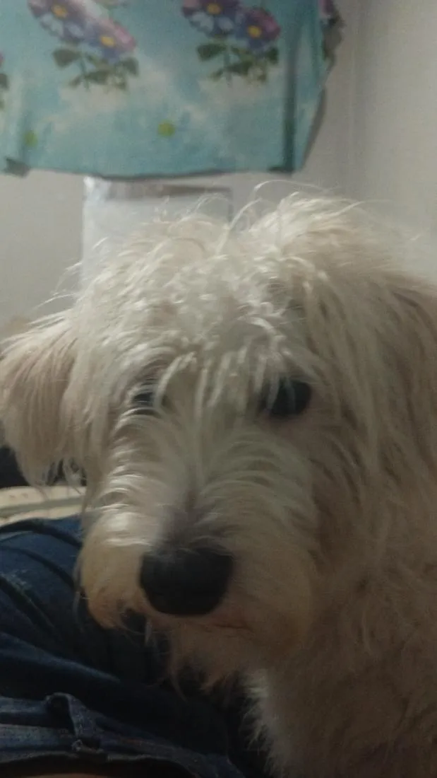 Cachorro raça Poodle idade 1 ano nome Amora 