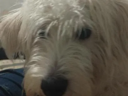Cachorro raça Poodle idade 1 ano nome Amora 