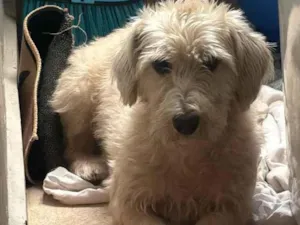Cachorro raça SRD-ViraLata idade 2 anos nome Amora