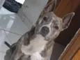 Akira