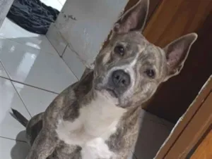 Cachorro raça Pit-Bull idade 3 anos nome Akira