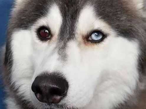 Cachorro raça SRD-ViraLata idade 2 anos nome luke