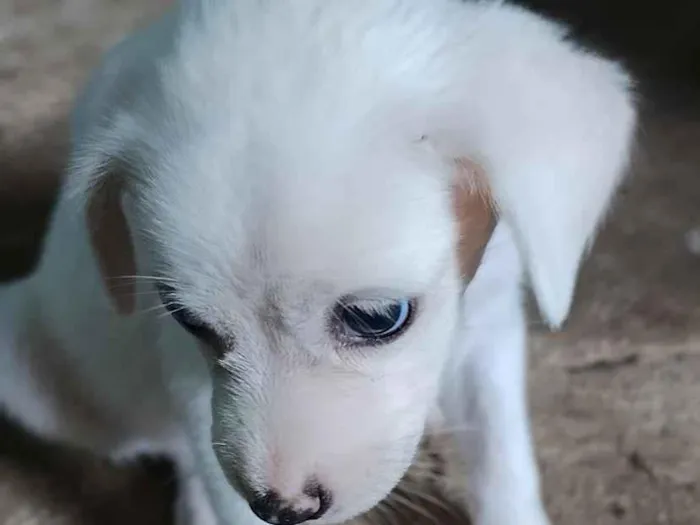 Cachorro raça SRD-ViraLata idade 2 a 6 meses nome Princesa branca de neve e pretinha 