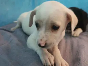 Cachorro raça SRD-ViraLata idade 2 a 6 meses nome Princesa branca de neve e pretinha 
