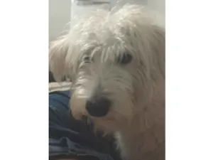 Cachorro raça Poodle idade 1 ano nome Amora 