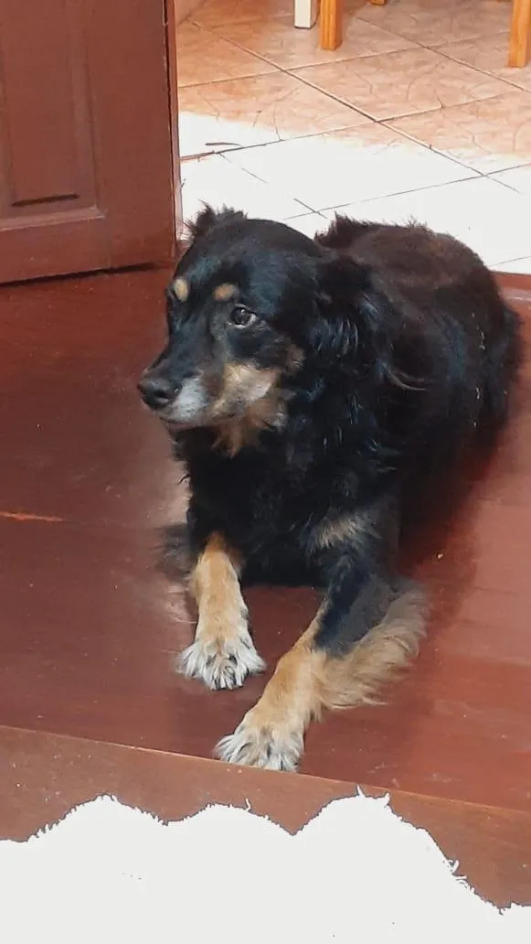 Cachorro raça SRD-ViraLata idade 6 ou mais anos nome Dara