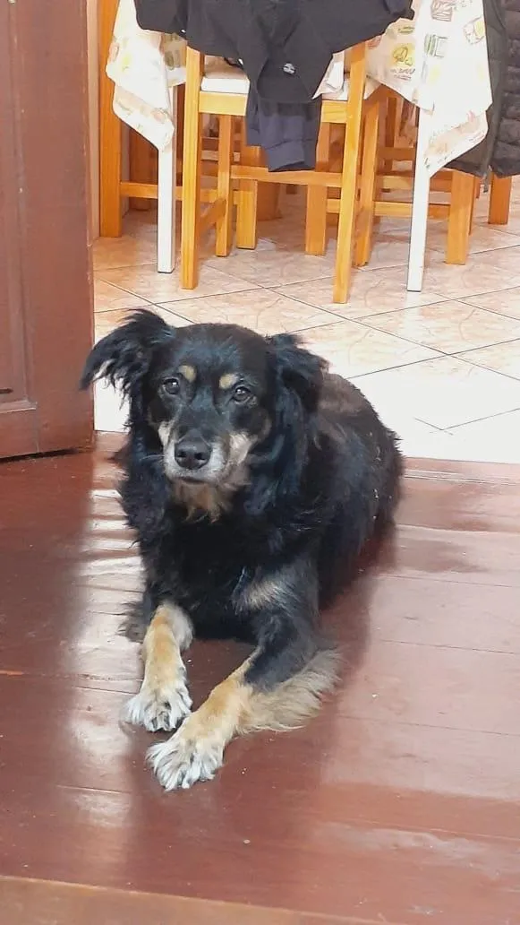 Cachorro raça SRD-ViraLata idade 6 ou mais anos nome Dara