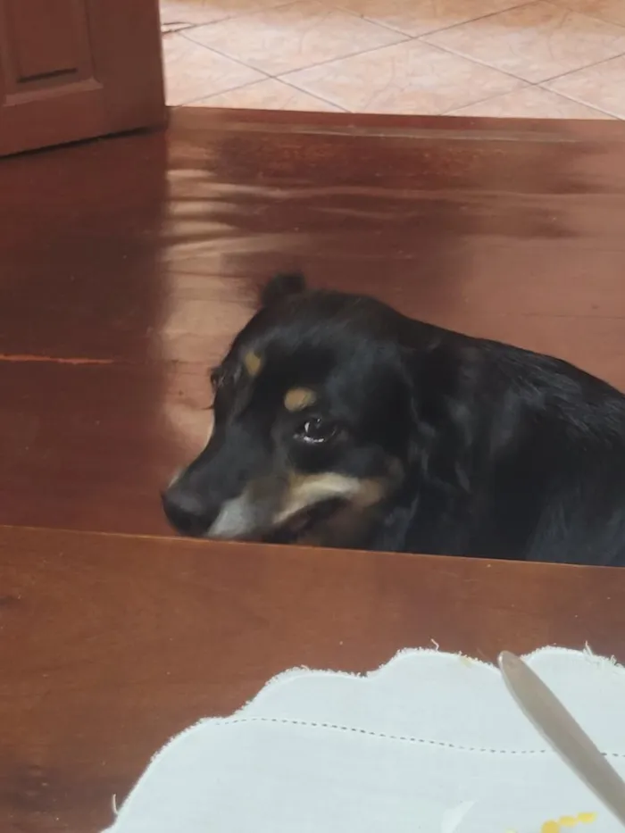 Cachorro raça SRD-ViraLata idade 6 ou mais anos nome Dara