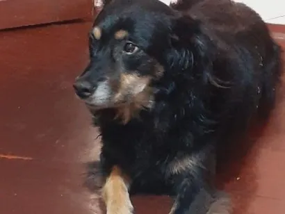 Cachorro raça SRD-ViraLata idade 6 ou mais anos nome Dara
