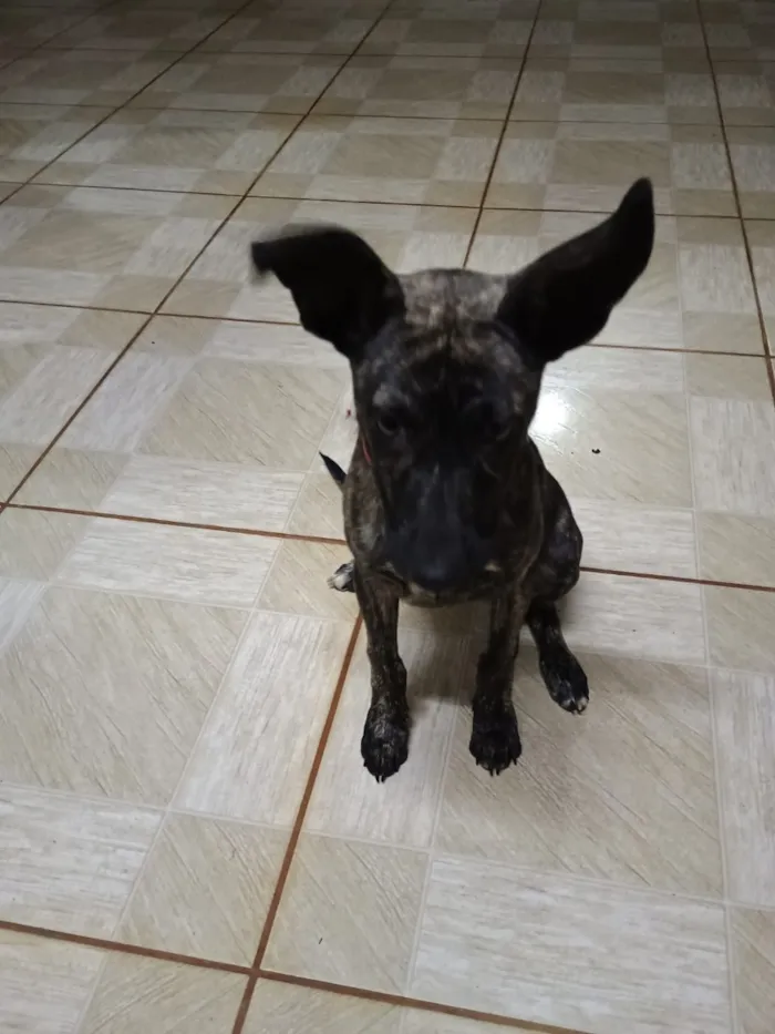 Cachorro raça SRD-ViraLata idade 2 a 6 meses nome Nina