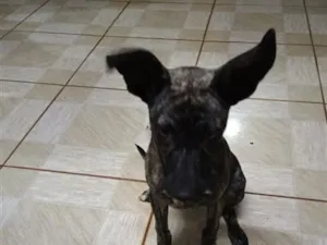 Cachorro raça SRD-ViraLata idade 2 a 6 meses nome Nina