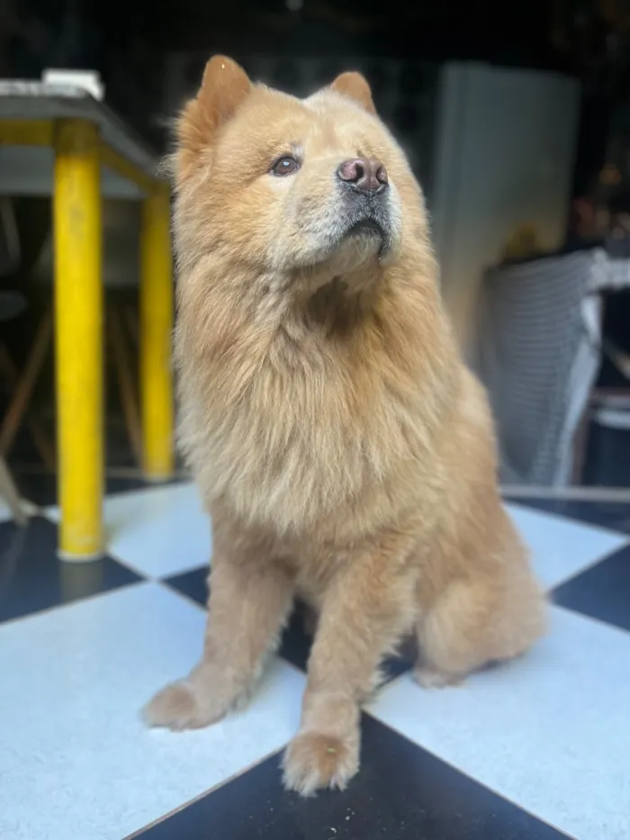 Cachorro raça Chow Chow idade 6 ou mais anos nome Bento 