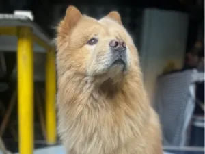 Cachorro raça Chow Chow idade 6 ou mais anos nome Bento 