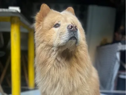 Cachorro raça Chow Chow idade 6 ou mais anos nome Bento 