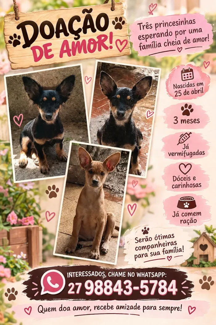 Cachorro raça SRD-ViraLata idade 7 a 11 meses nome não tem 