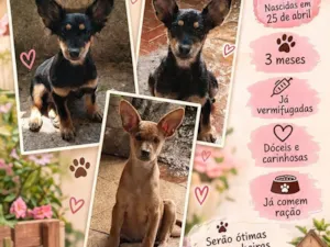 Cachorro raça SRD-ViraLata idade 7 a 11 meses nome não tem 