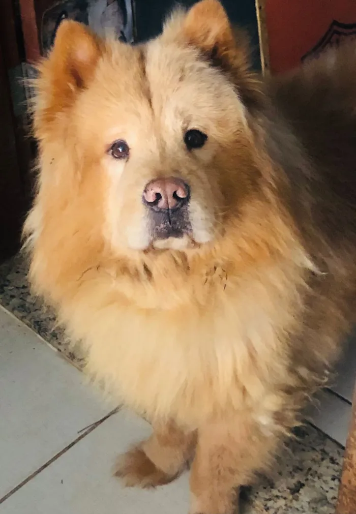 Cachorro raça Chow Chow idade 6 ou mais anos nome Bento 