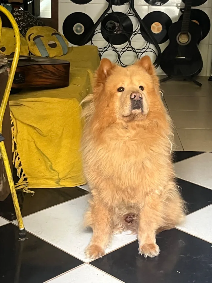 Cachorro raça Chow Chow idade 6 ou mais anos nome Bento 